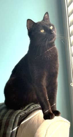 Arthur image 2