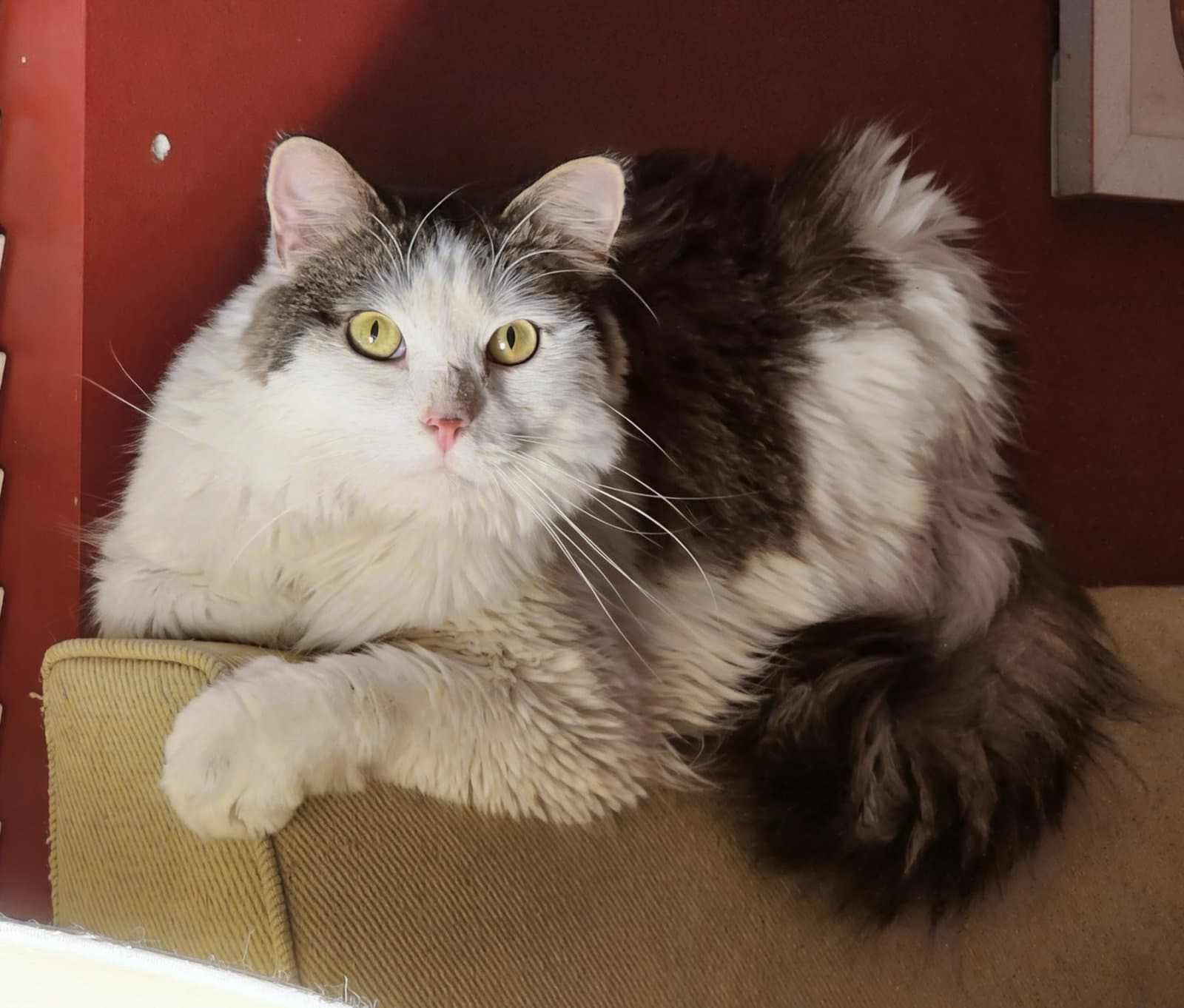 Stinger - Domestic Long Hair