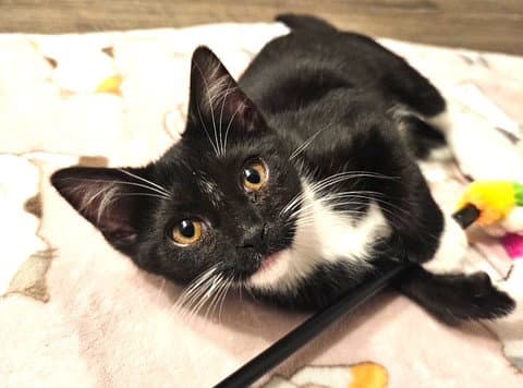 Dipstick - Polydactly - Domestic Short Hair