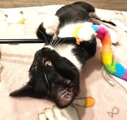Dipstick - Polydactly image 2