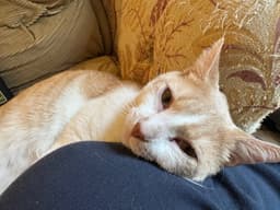 Charlie image 2
