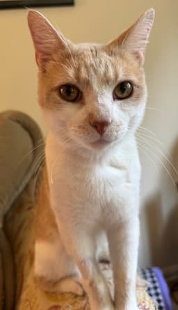 Charlie image 1