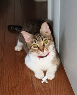 Ginny image 1