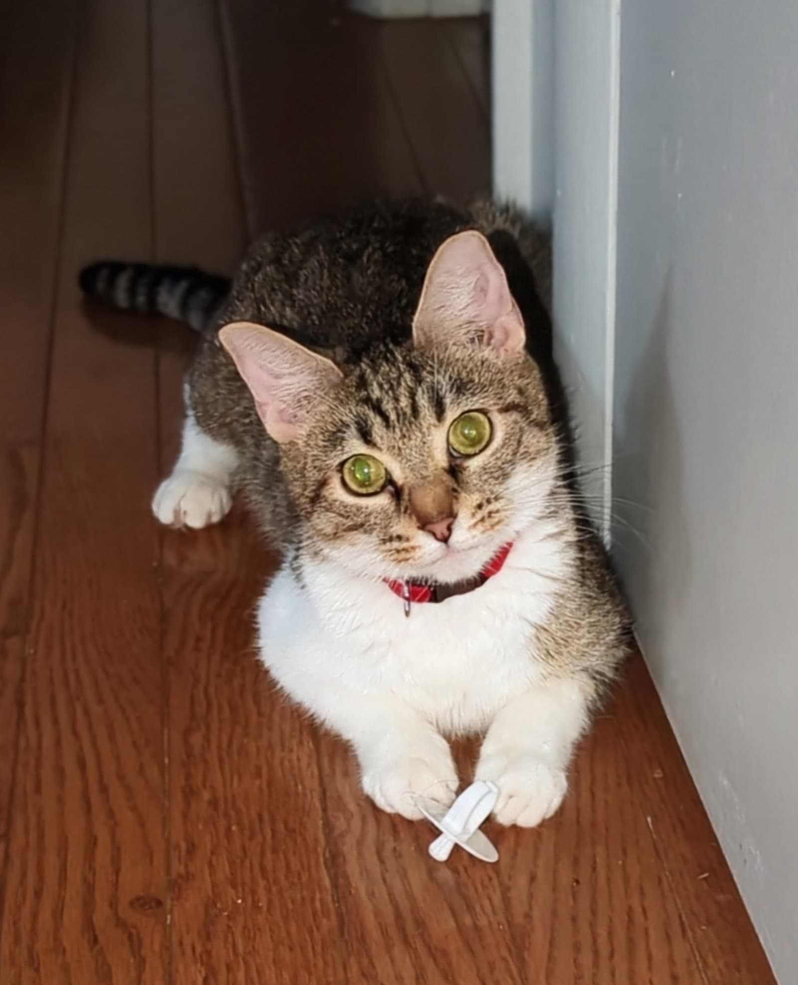 Ginny - Domestic Short Hair