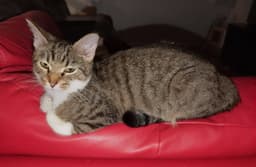 Ginny image 2