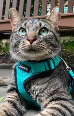 Oatie Felv image 2