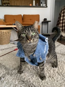 Oatie Felv image 4