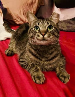 Oatie Felv image 1