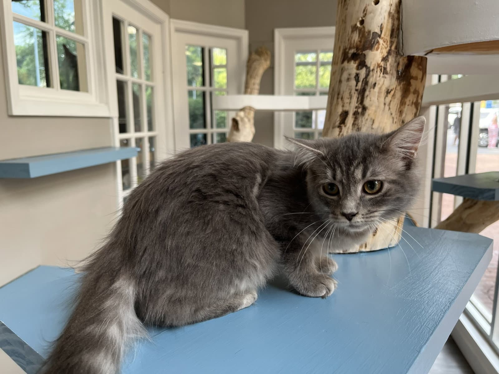 June - Domestic Medium Hair