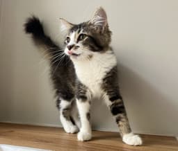 Rita image 2