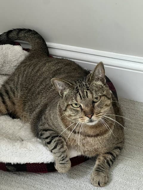 Bailey - Domestic Short Hair