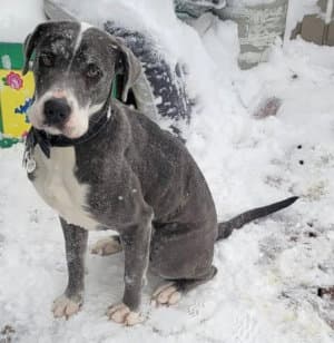 Harley - Great Dane