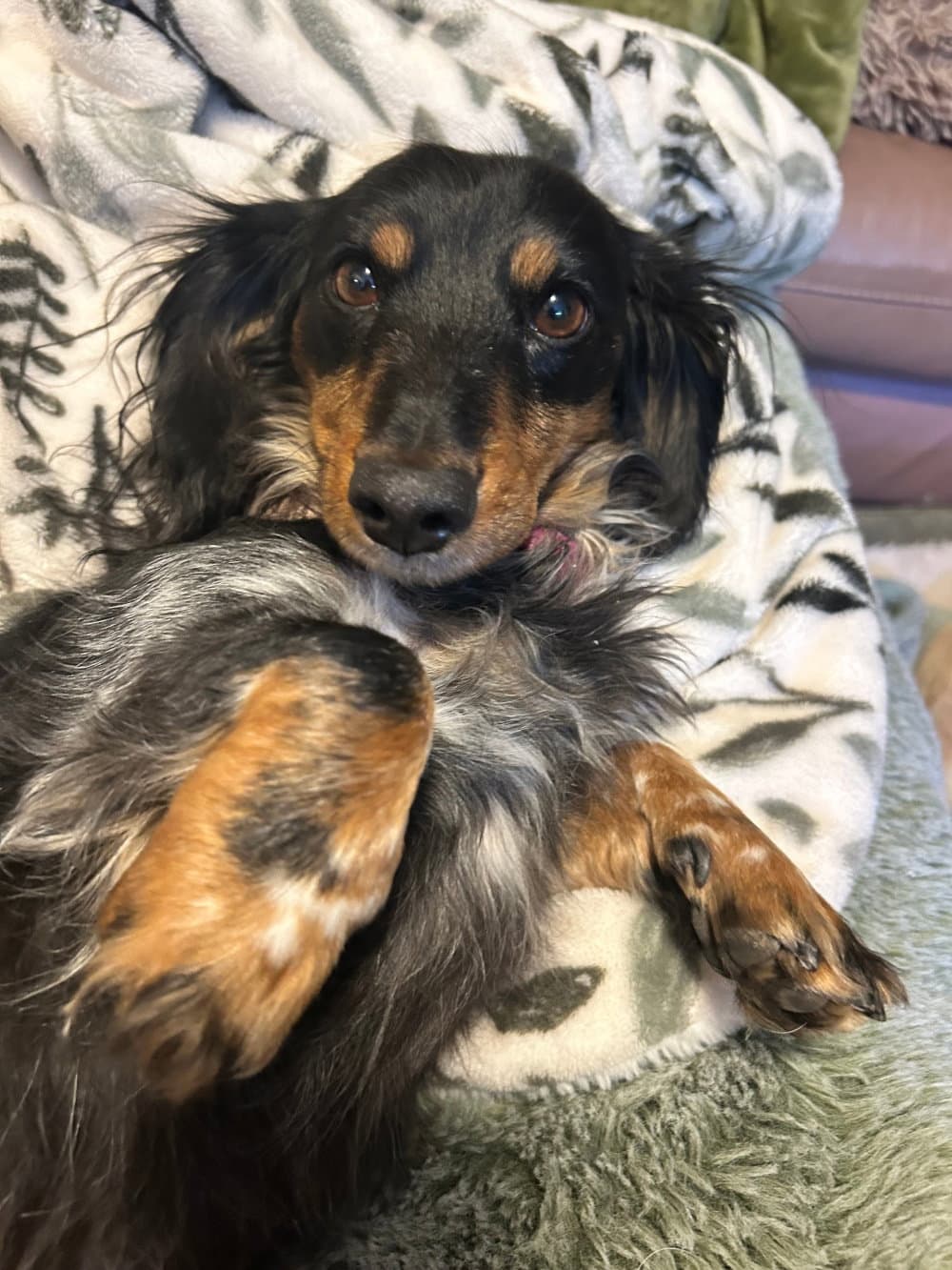 Marli - Dachshund
