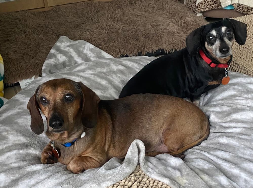 Ike  Francy - Dachshund