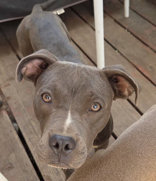 Zena - American Pit Bull Terrier