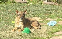 Rosie-Posie image 1