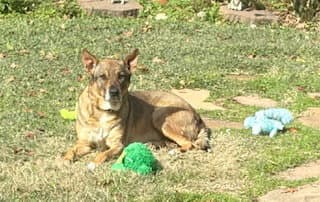 Rosie-Posie - Shepherd