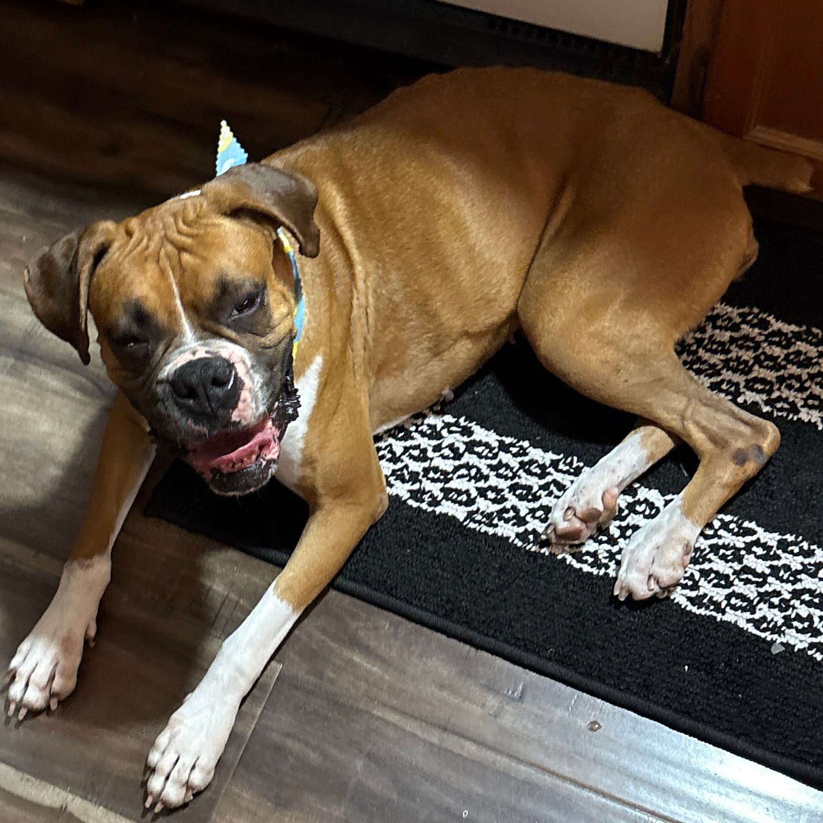 Elvy - Boxer