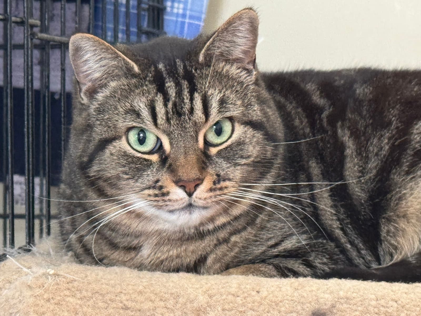 Libby - Sponsored By Lieah - Domestic Short Hair