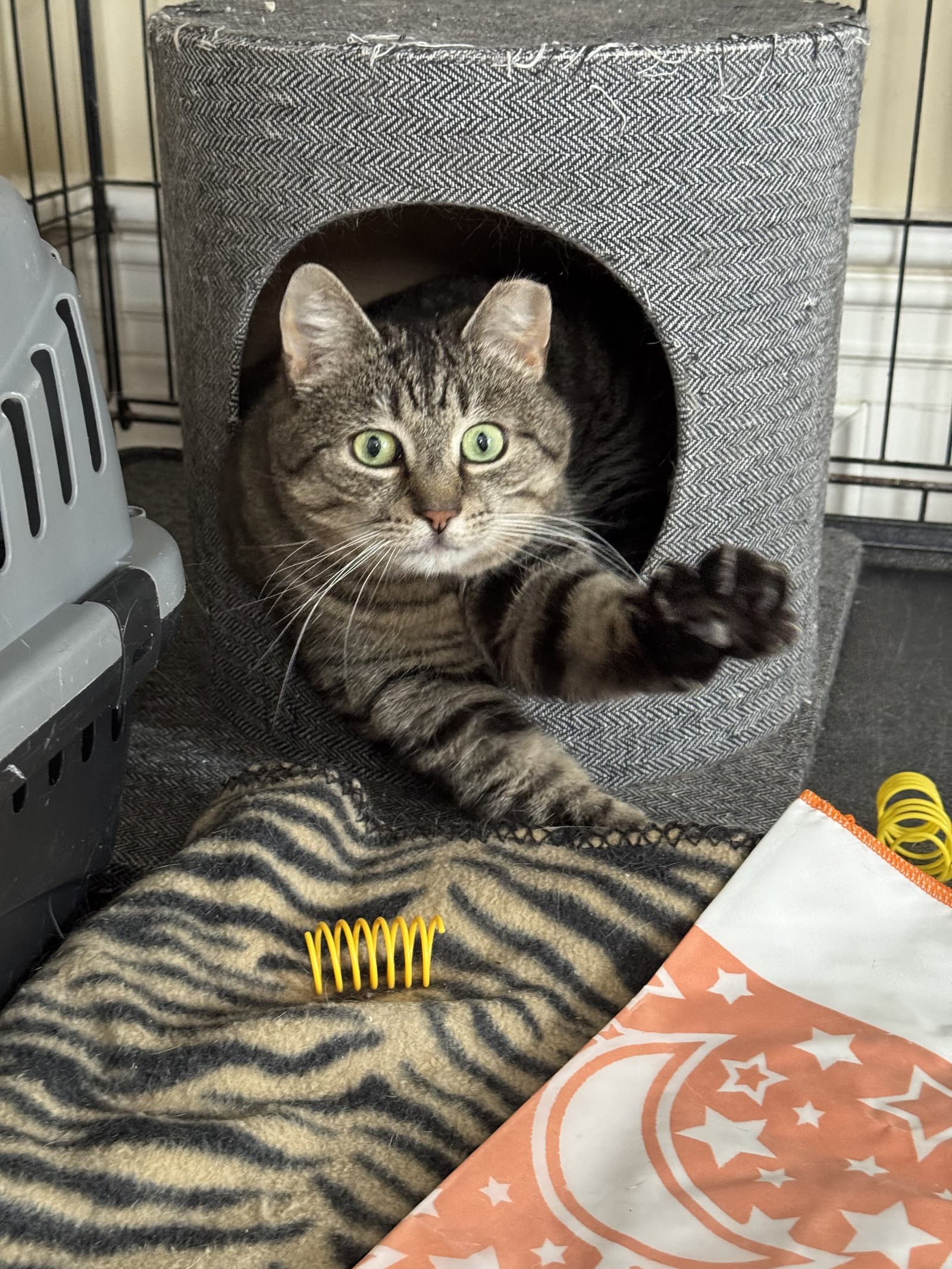 Mindy - Sponsored By Alice - Domestic Short Hair
