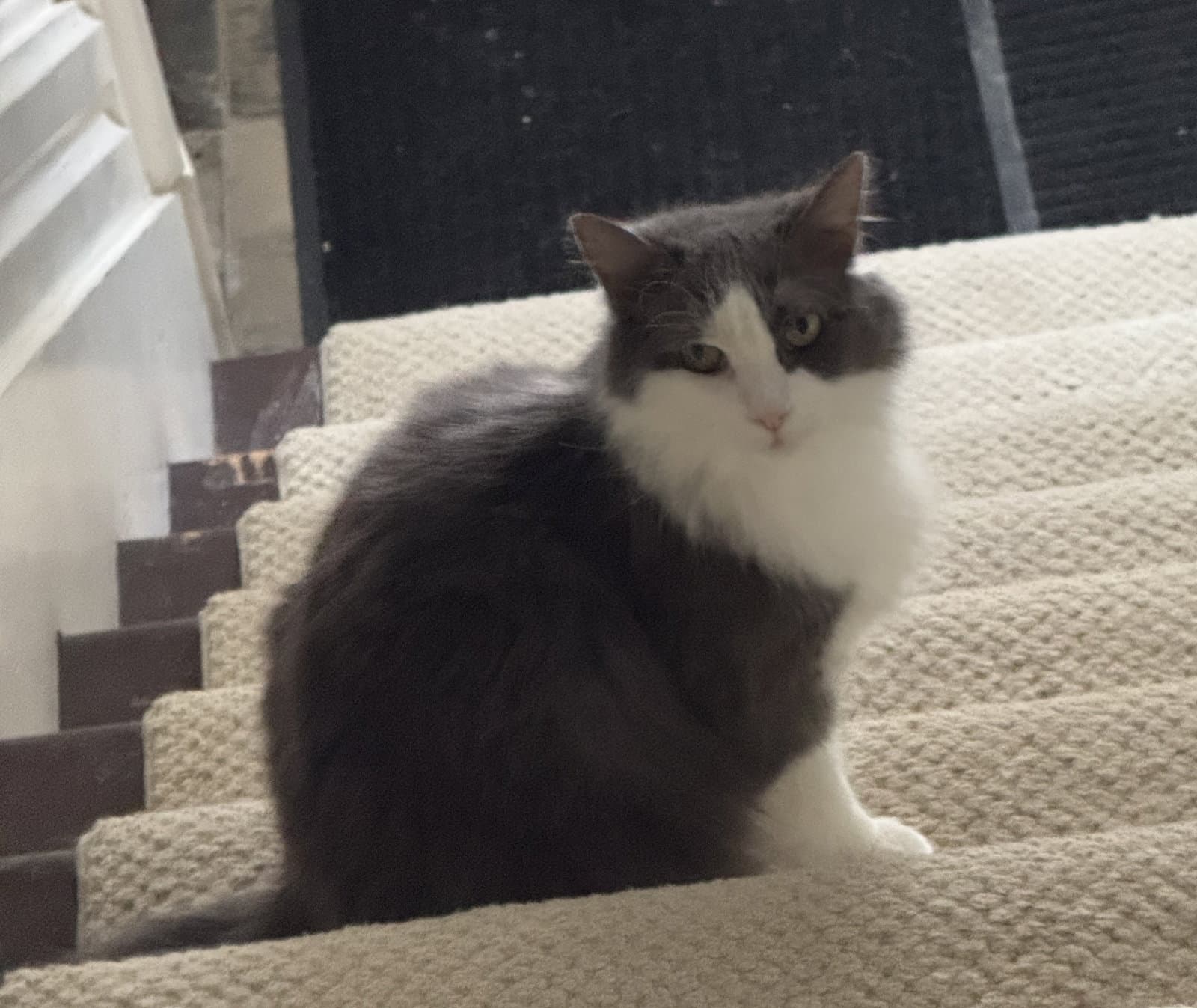 Pearl - Sponsored By Alison W - Domestic Medium Hair