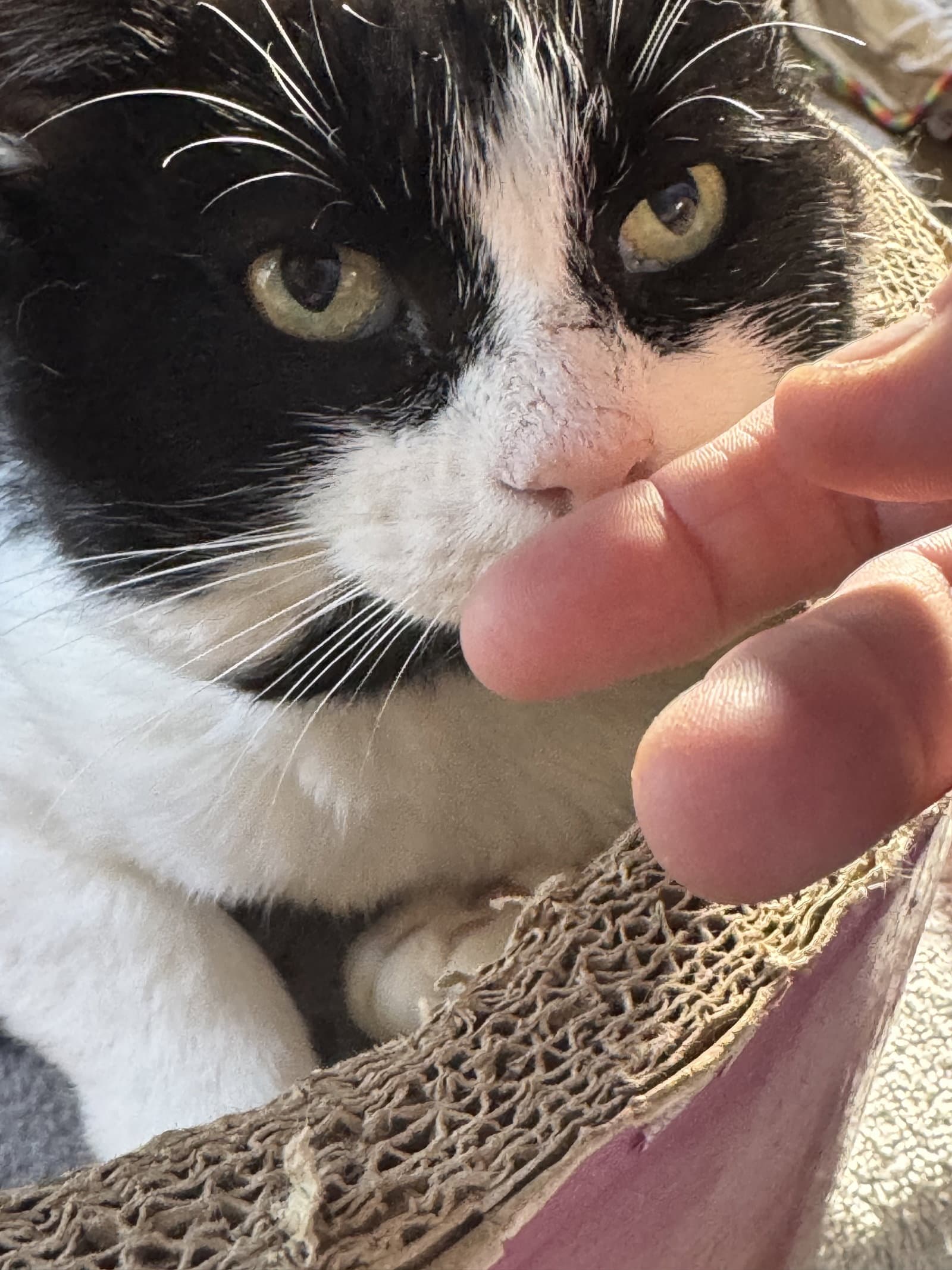 Ronaldo - Domestic Short Hair