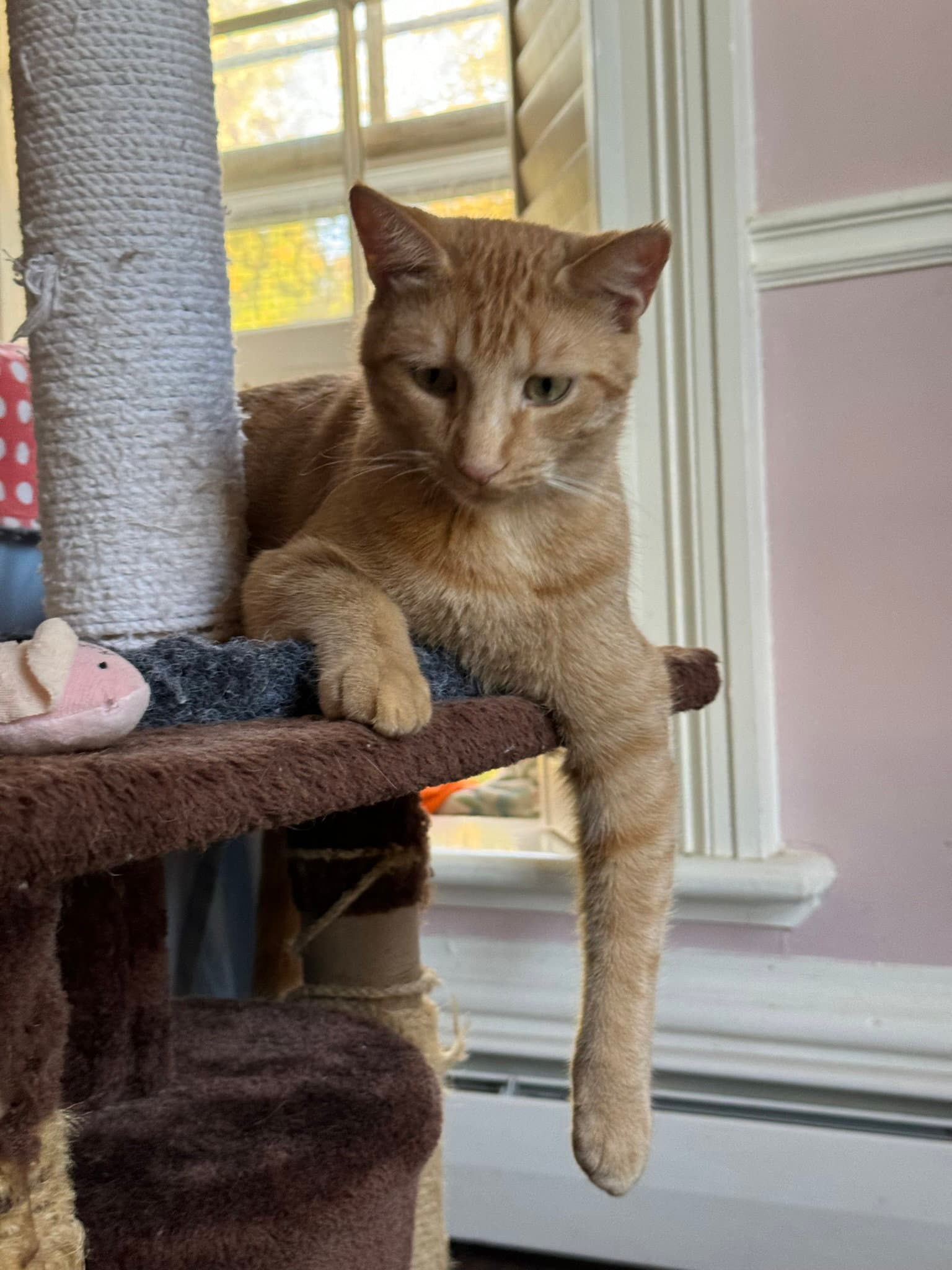 Jake - Domestic Short Hair