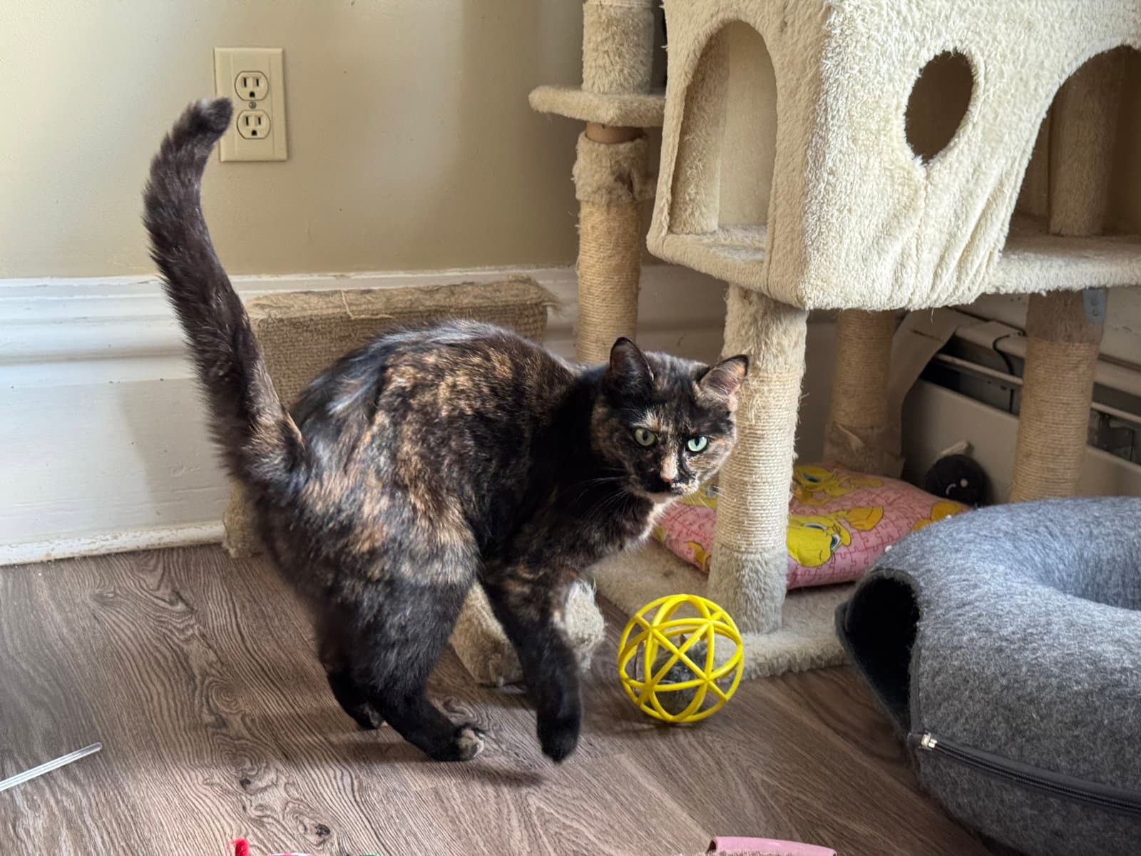 Miss Marbles - Domestic Short Hair