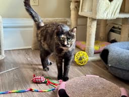 Miss Marbles image 2