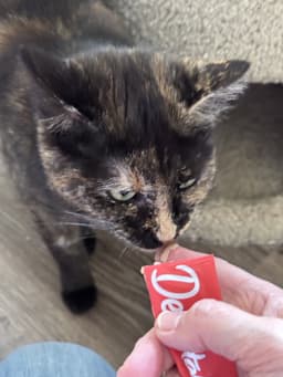 Miss Marbles image 3