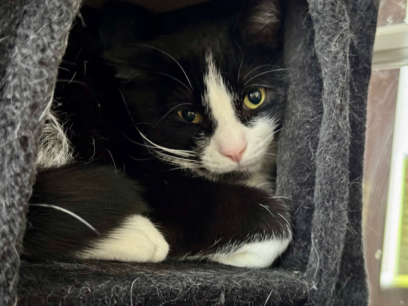 Earl - Domestic Short Hair