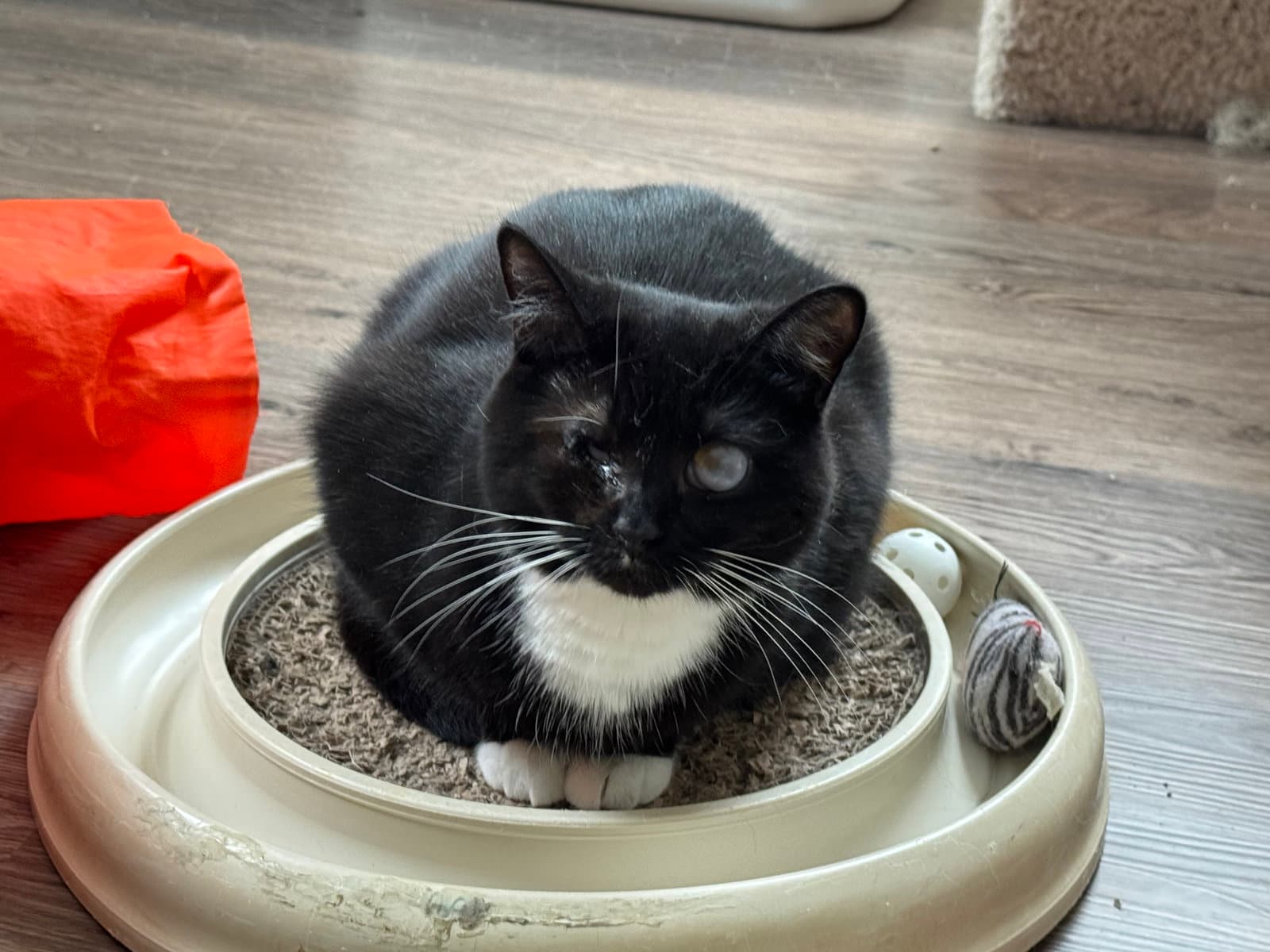 Ellie - Domestic Short Hair