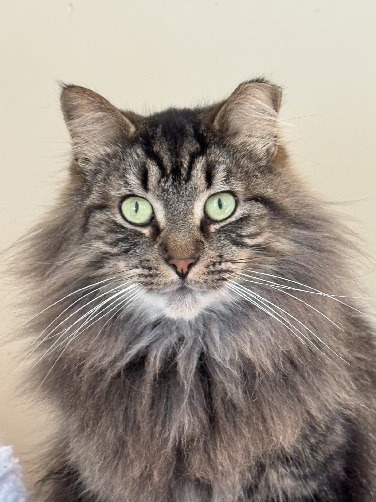 Bailey - Domestic Long Hair