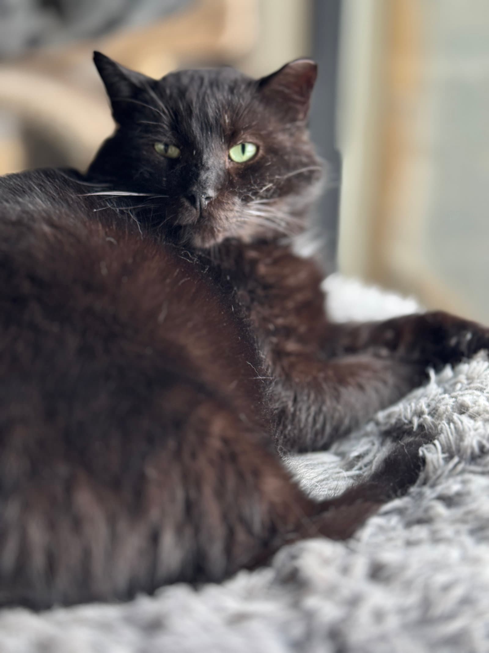 Cooper - Domestic Long Hair