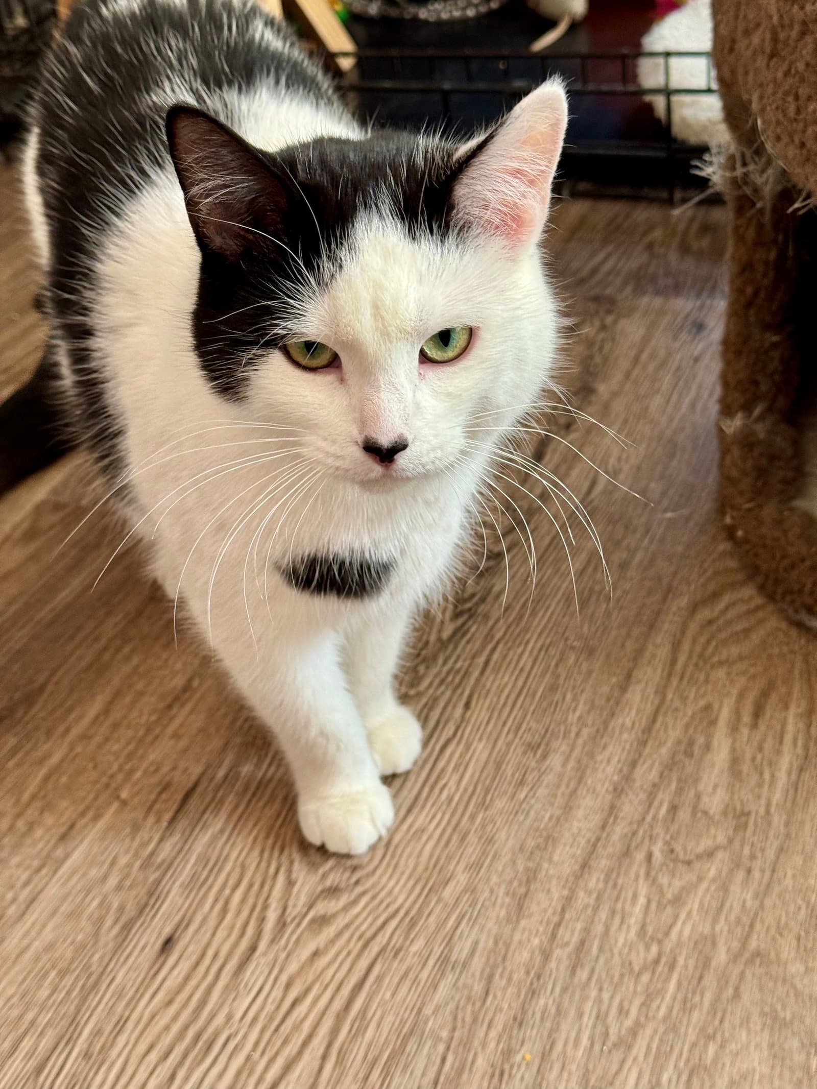 Dixie - Domestic Short Hair