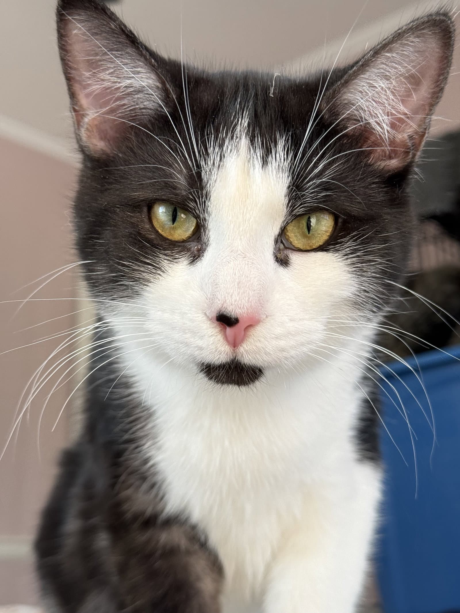 Cruiser - Domestic Short Hair