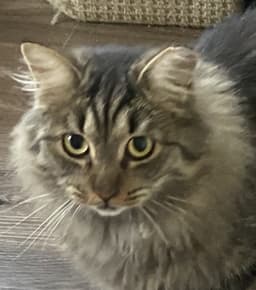 Gabby image 1