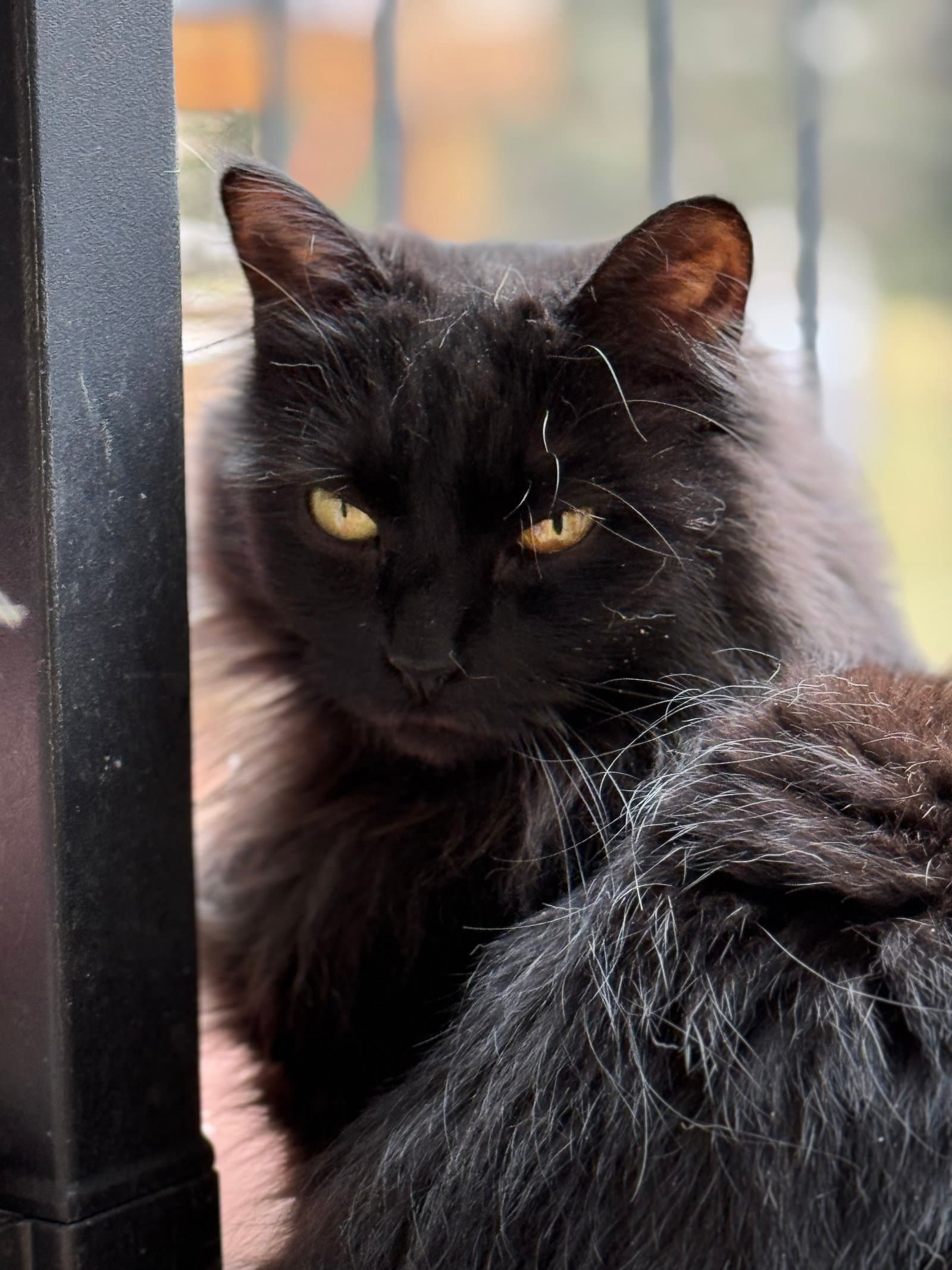 Roxy - Domestic Long Hair
