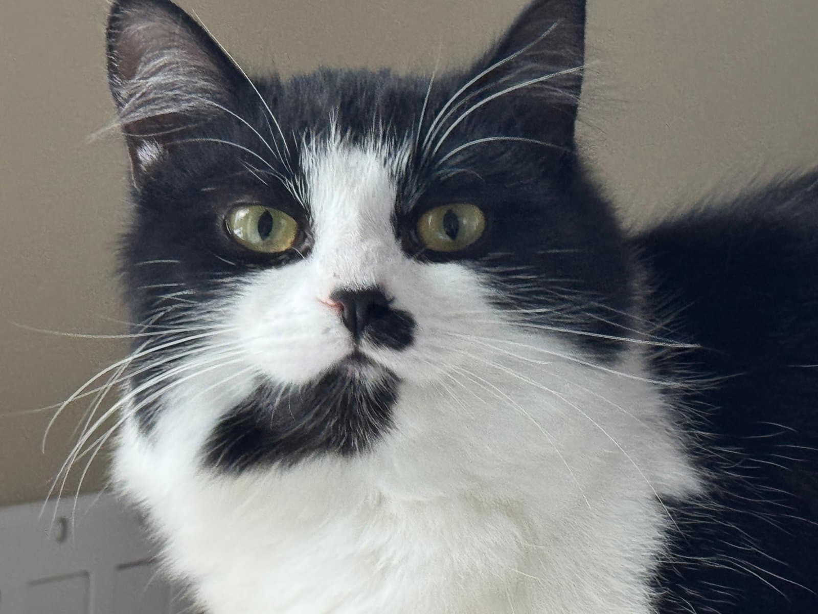 Noelle - Domestic Medium Hair