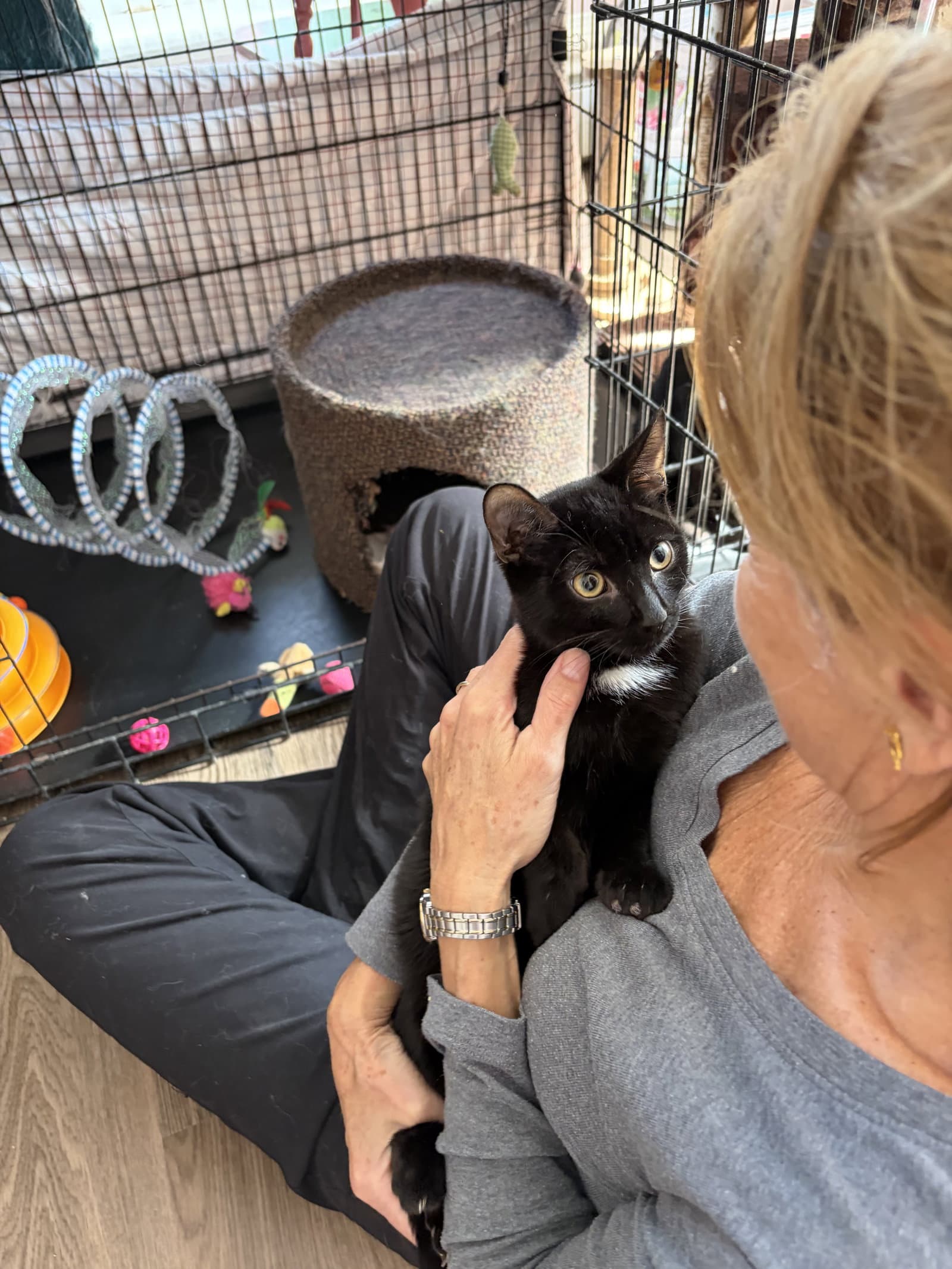 Felix - Domestic Short Hair