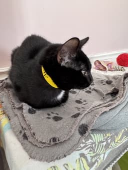 Felix image 2