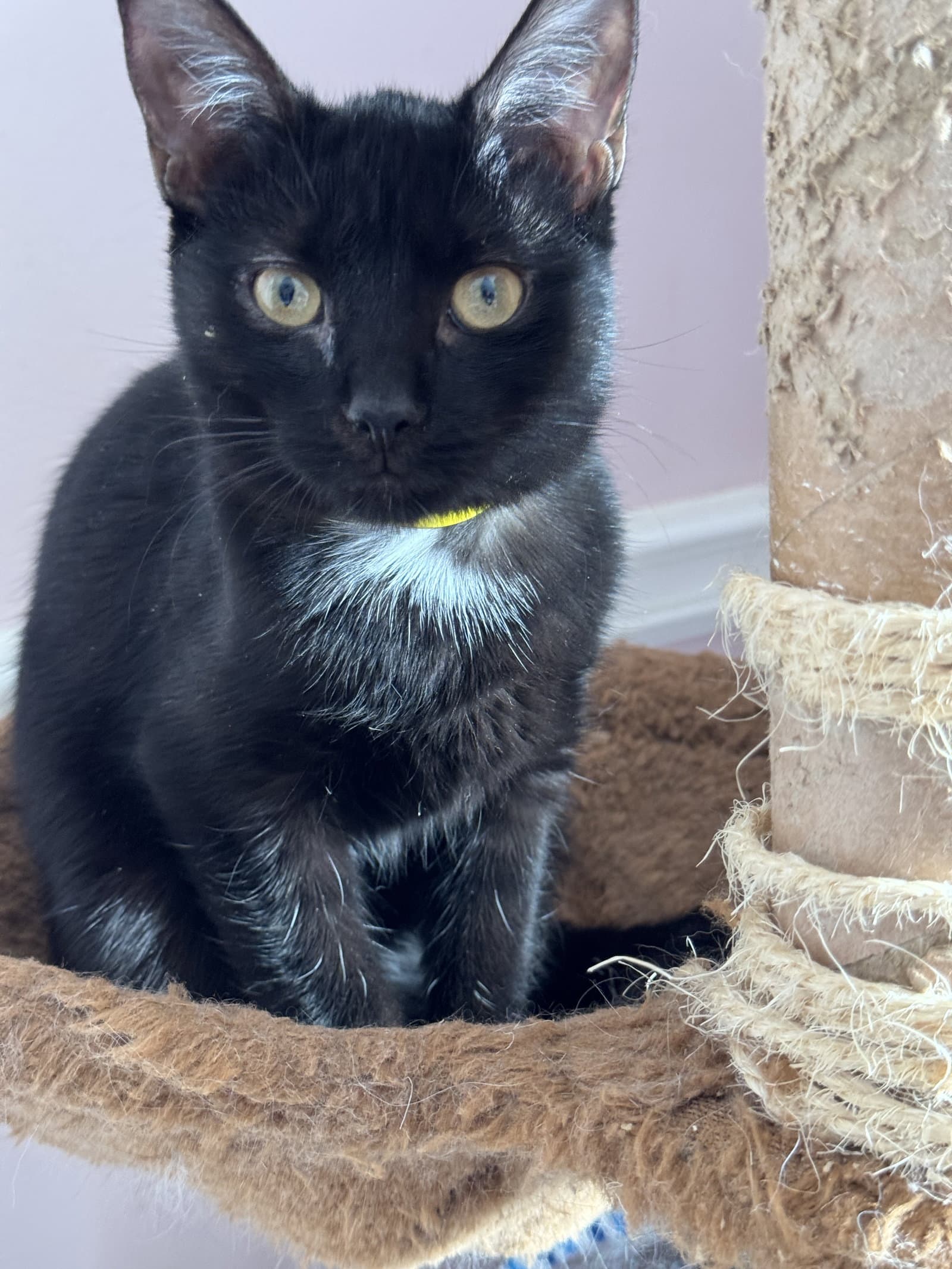 Twilight - Domestic Short Hair
