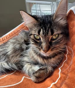 Tabitha image 2