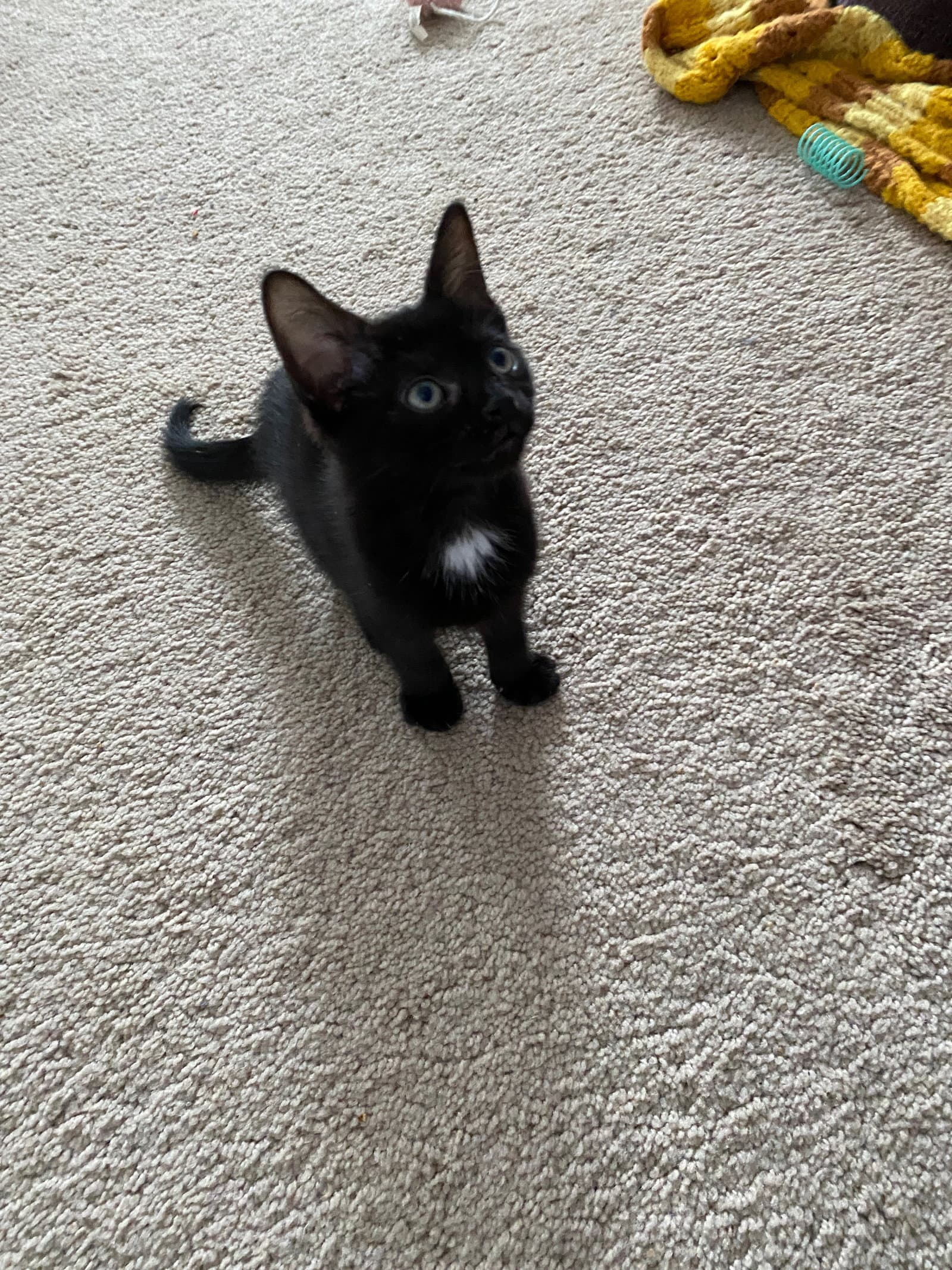 Coming Soon - Patch - Domestic Short Hair