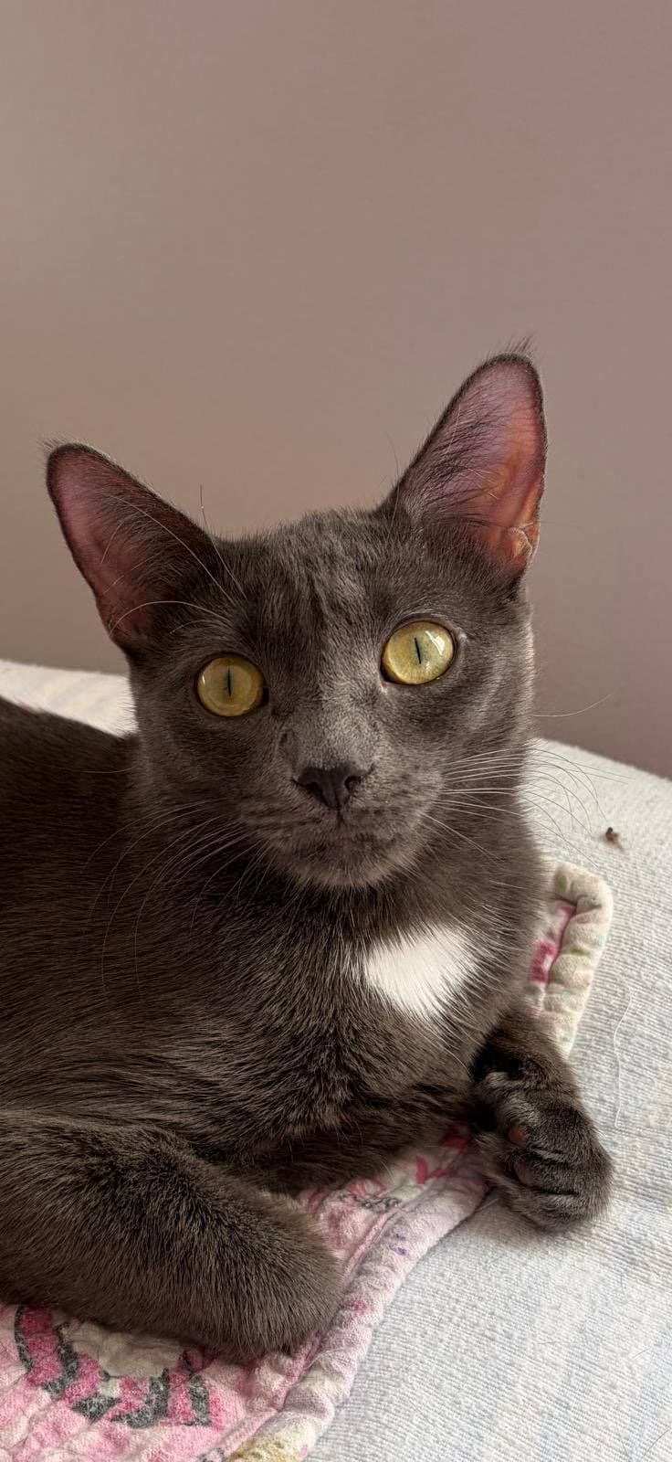 Hope - Domestic Short Hair