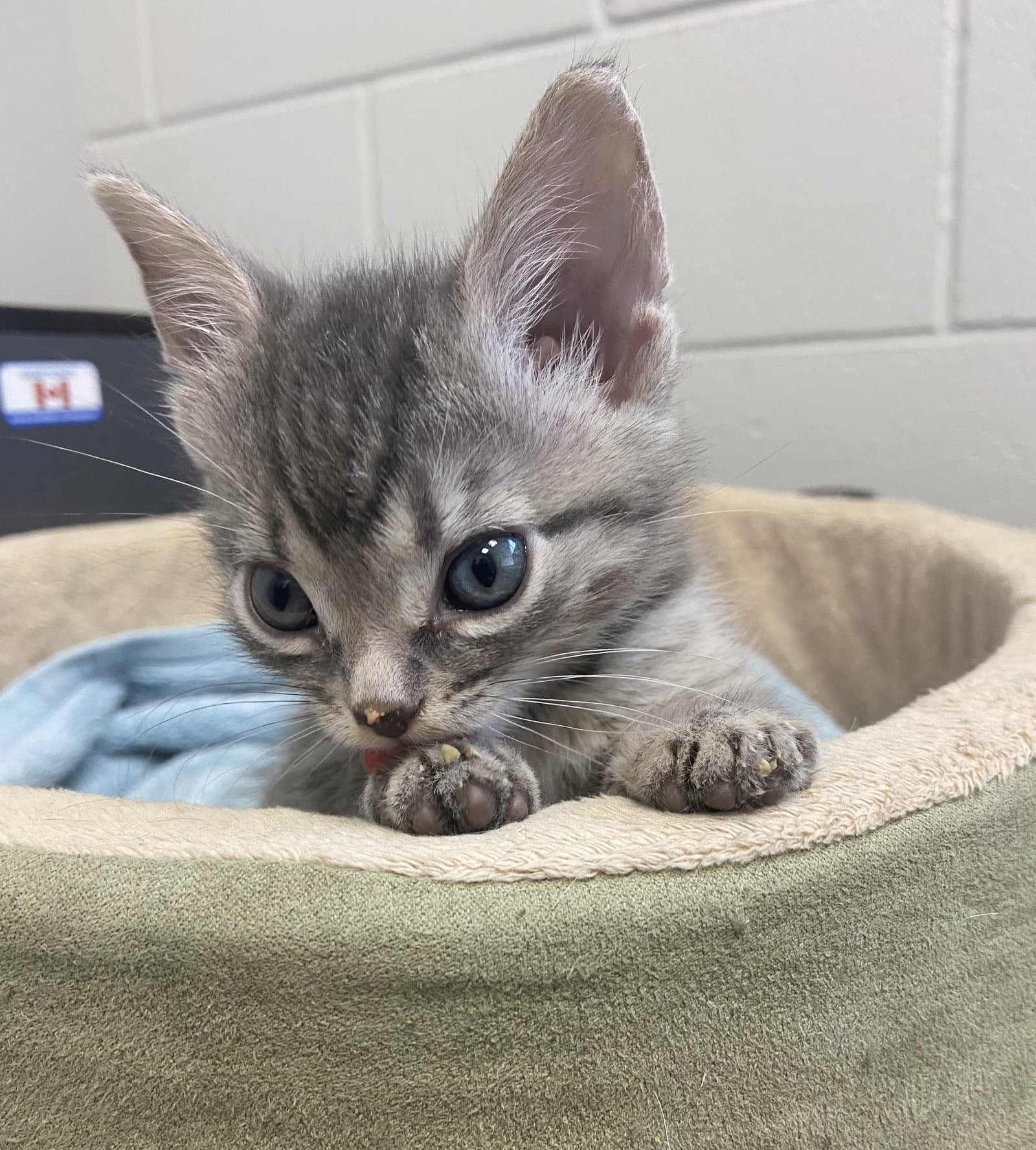 Coming Soon - Nugget - Domestic Short Hair
