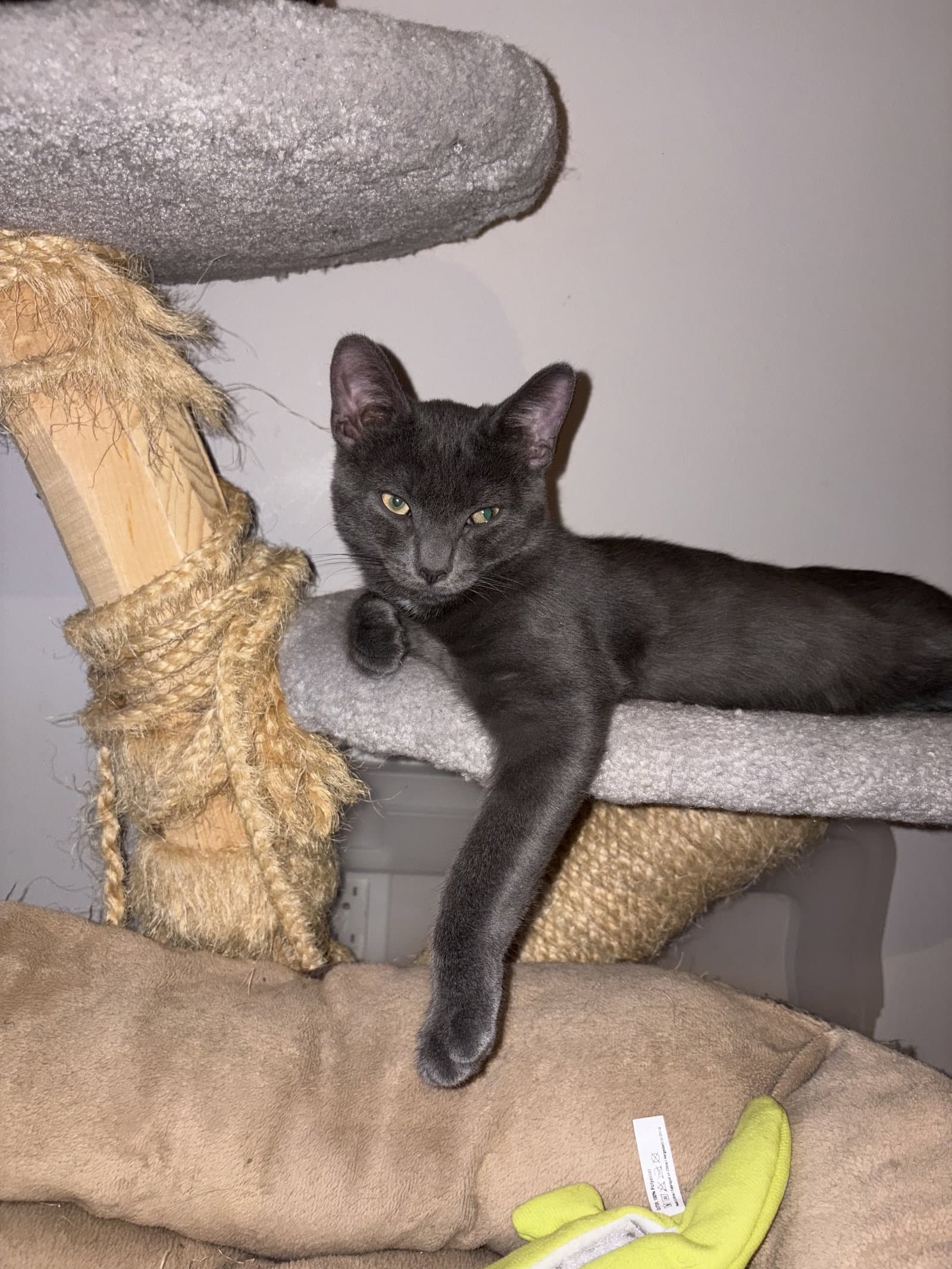 Coming Soon - Happy - Domestic Short Hair
