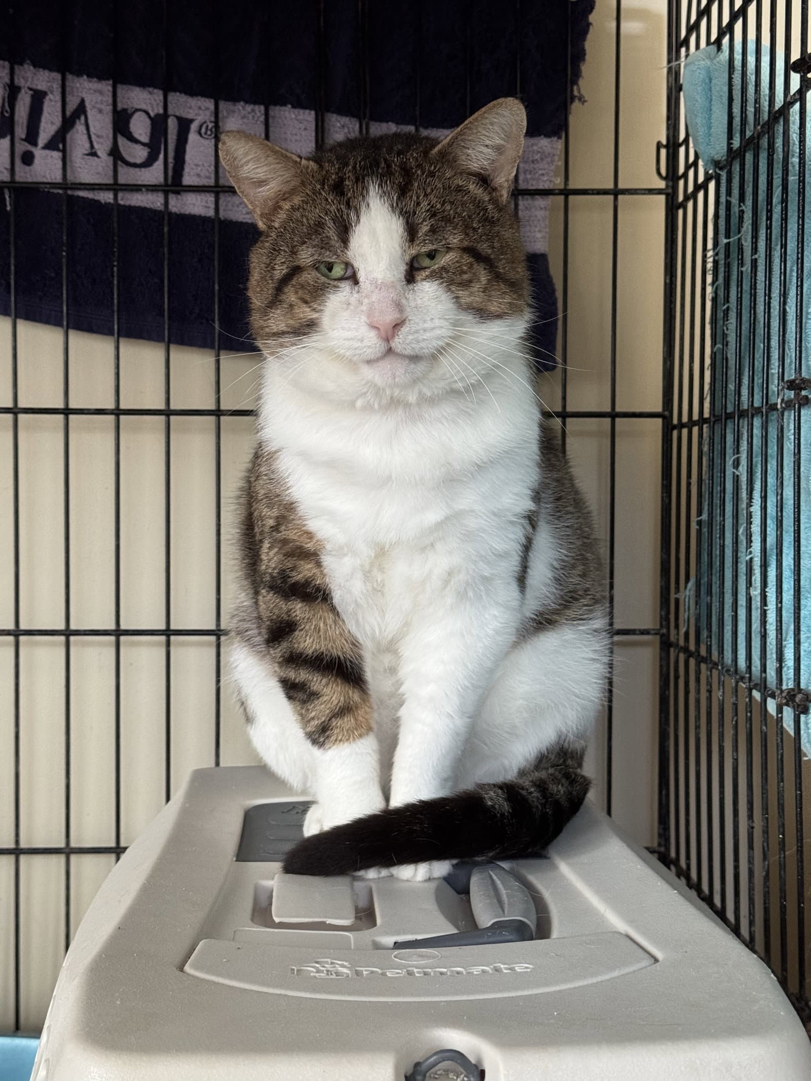 Lucky - Domestic Short Hair