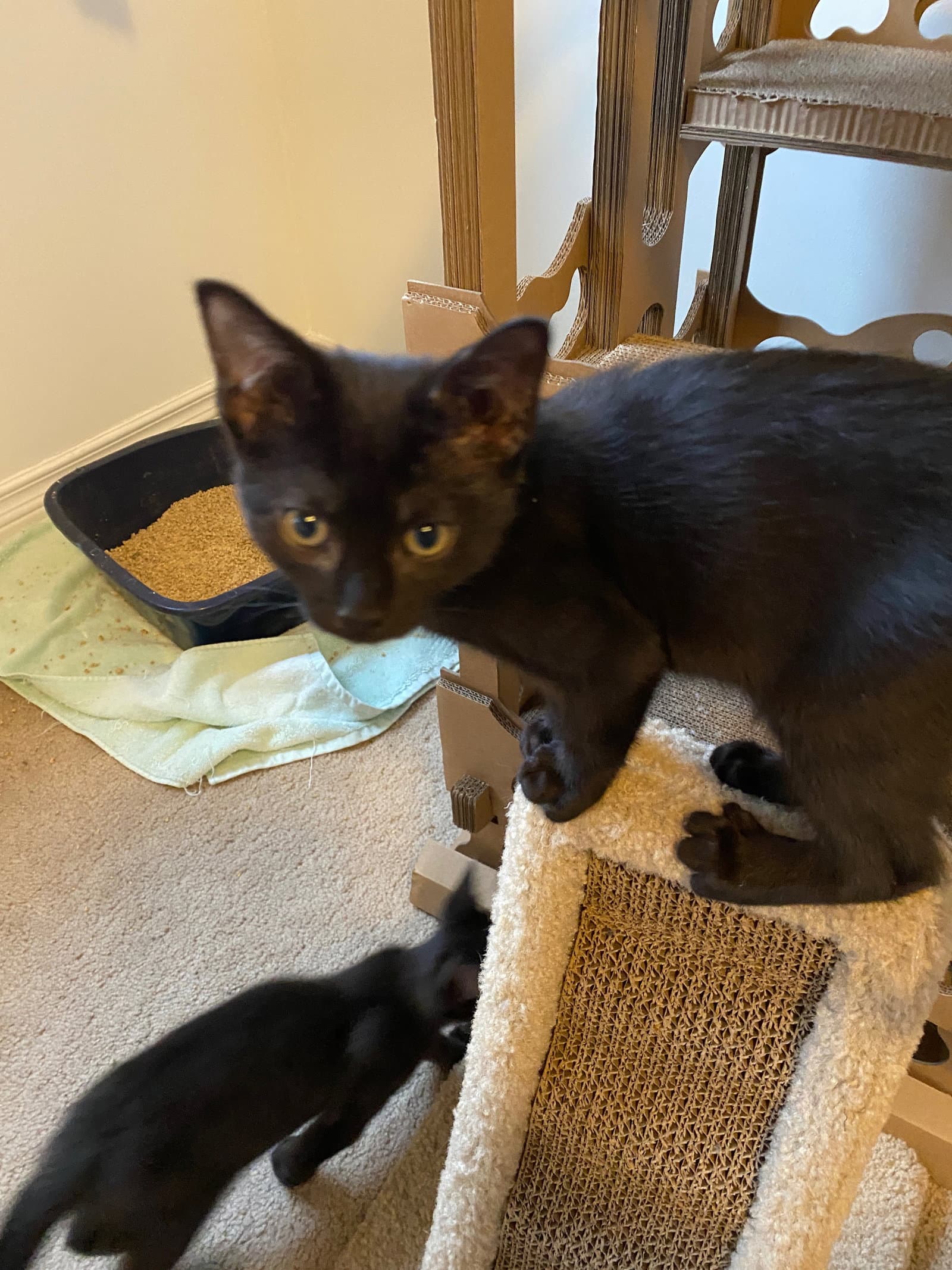 Coming Soon - Stitch - Domestic Short Hair