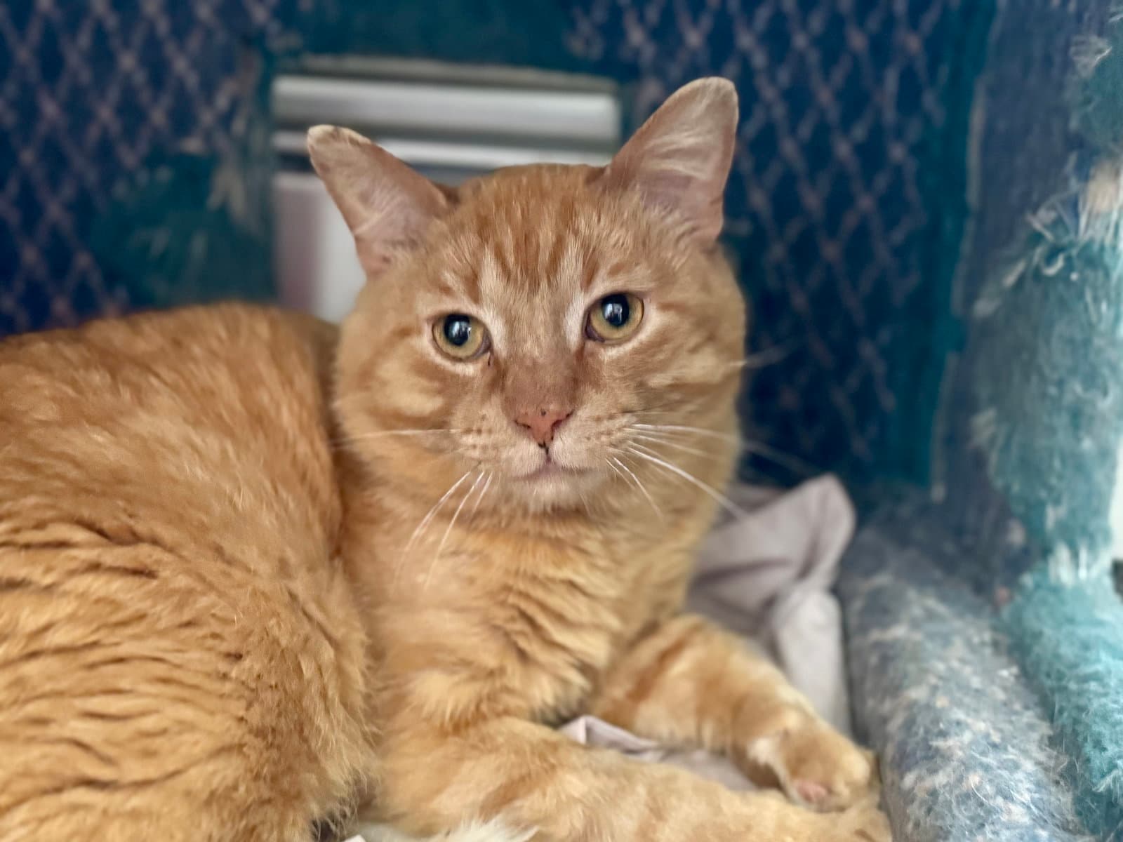 Sundance - Domestic Short Hair